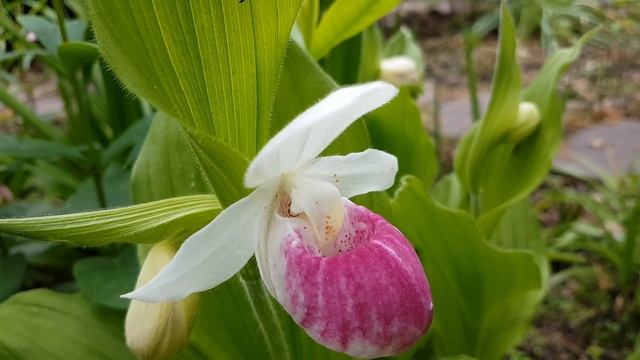 ВЕНЕРИН БАШМАЧОК КОРОЛЕВЫ (CYPRIPEDIUM REGINAE) смотреть онлайн
