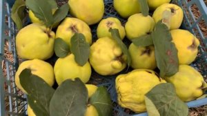 Выращивание  Айвы