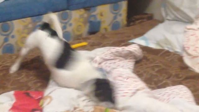 Блин две блохи укусили смотреть онлайн