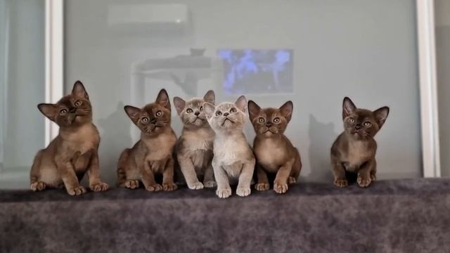 Котята европейской бурмы соболиного, голубого и шоколадного окраса. Звоните +79265557155 Александр. смотреть онлайн
