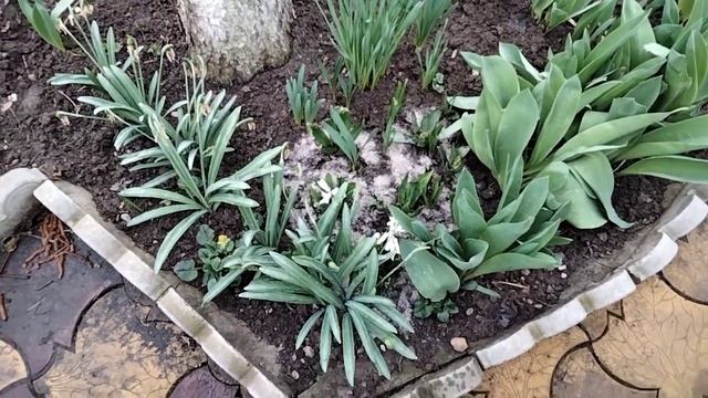 Цветут нарциссы,примулы,гиацинты,морозник,пролески смотреть онлайн