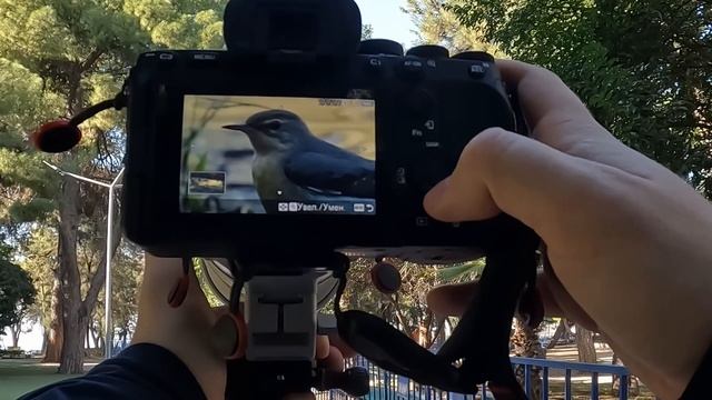 POV Фотоохота // Анталья, парк Караалиоглу // Январь 2023 смотреть онлайн