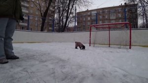 Щенок цвергшнауцера, особенности породы / Уход, воспитание, стрижка, дрессировка / Буня, любовь моя