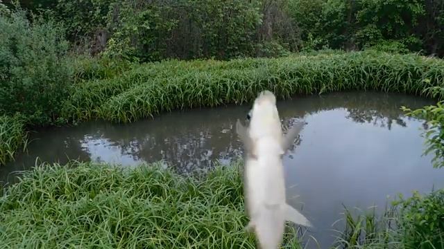 Рыбалка на своём пруду - 2! Клюёт КАРАСЬ! смотреть онлайн