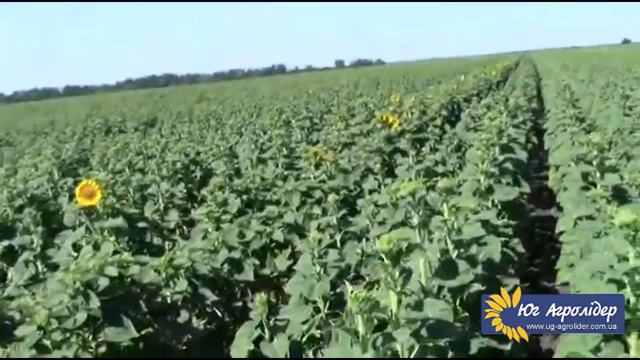 Подсолнечник Рими смотреть онлайн