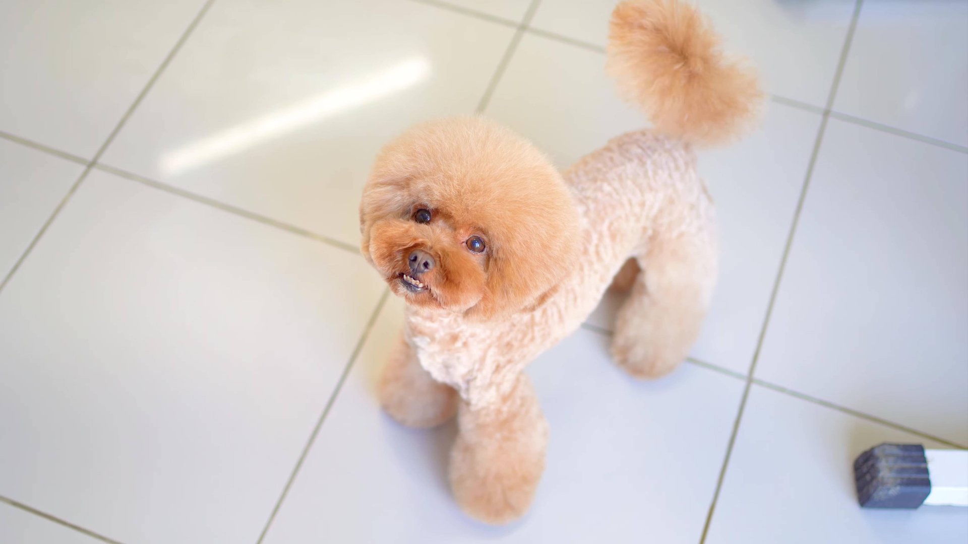 современная стрижка той пуделя смотреть онлайн