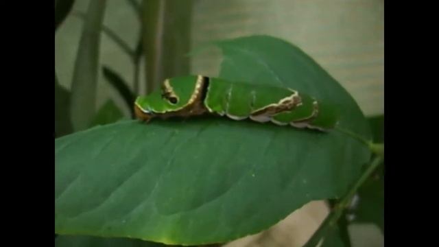 Гусеница Парусник Полит /Papilio Polytes caterpillar Макро смотреть онлайн