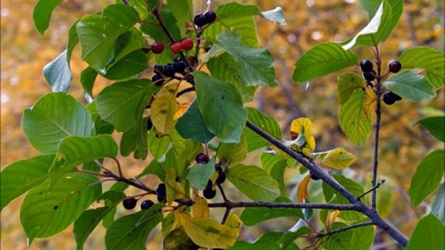 Кора крушины!!!Лечебные свойства!!Применение!!Противопоказания!! смотреть онлайн