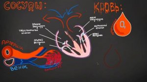 Большой и малый круги кровообращения • сердечно-сосудистая система