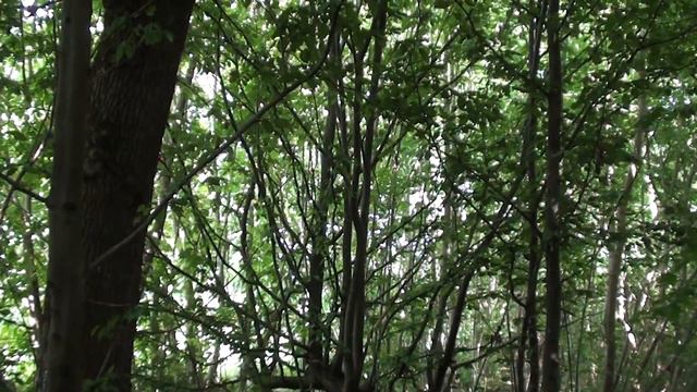 Вернулся я на Родину, шумят Берёзки встречные. Липень 7529 Лета смотреть онлайн