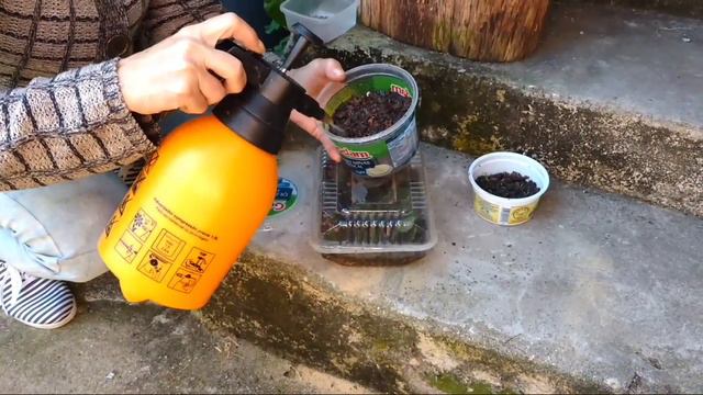 Hibisco vinagreira - plantar pela semente смотреть онлайн