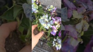 Пришли новиночки , крупнолистные гортензии: Мата Хари и Нинбо ❤️