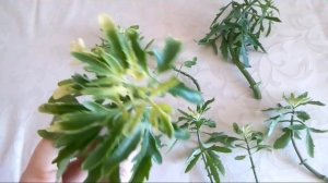 Оленьи рожки или КАЛАНХОЕ ЛАЦИНИАТА