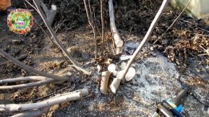 Кардинальная обрезка старого инжира осенью. Старые побеги - на дрова, молодые побеги - на урожай