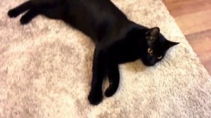 БОМБЕЙСКАЯ КОШКА ВСЕ О ПОРОДЕ. ИНТЕРЕСНЫЕ ФАКТЫ