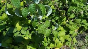 Выращивание малины в контейнерах