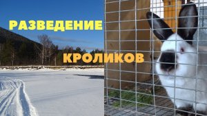 Технология разведения кроликов. Спаривание, сукрольность, окрол. Выкармливание и отсадка крольчат