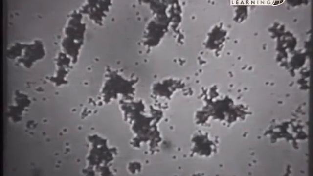 22. Группы крови. Карл Ландштейнер смотреть онлайн