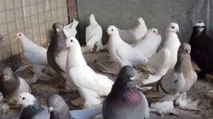 Моздокские голуби. Mozdok pigeons.