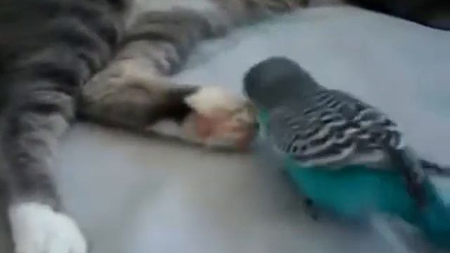 Кот и попугай Кеша смотреть онлайн