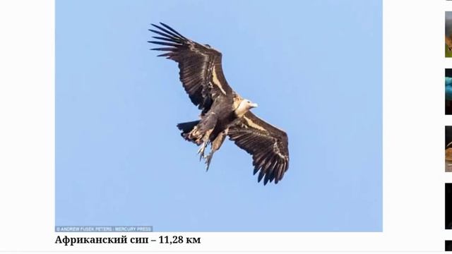 Крупные птицы и высоко летающие птицы : разные виды . смотреть онлайн