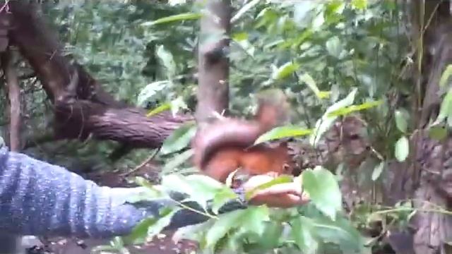 Белки в парке Покровское Стрешнево смотреть онлайн