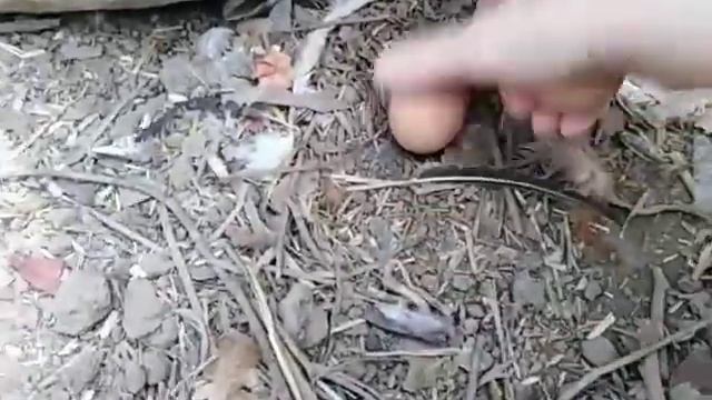 Яйценоскость кур и перепелов ??? смотреть онлайн