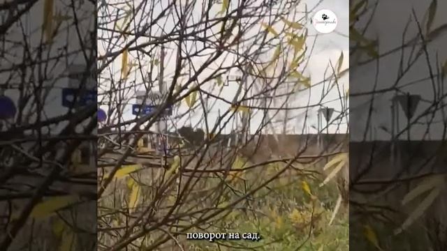 У чёрной собаки сломана лапка и она не может добывать пищу, уже стала скелетиком смотреть онлайн