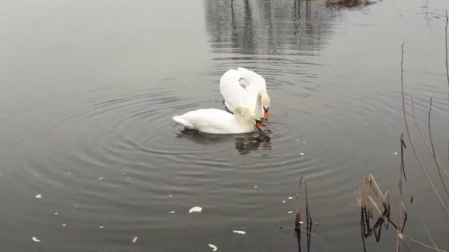 А белый лебедь на пруду качает павшую звезду...1марта,а унас лебеди прилетели.