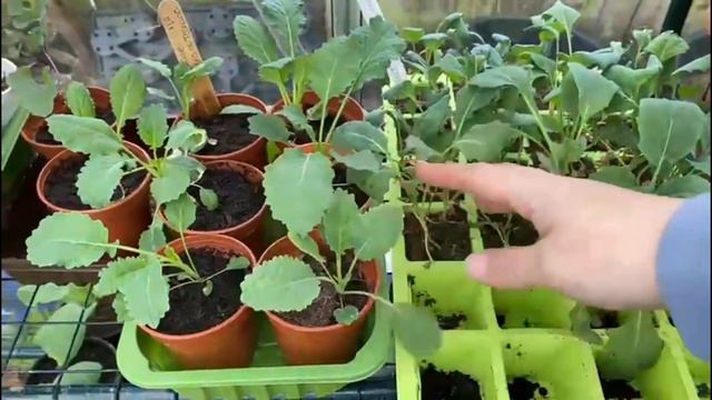 What to grow over arches and allotment update смотреть онлайн