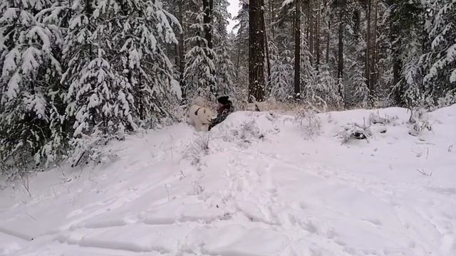 Семья на все руки мастера. Фильм √25. Зима 2020, прогулка по лесу с Самоедами. смотреть онлайн