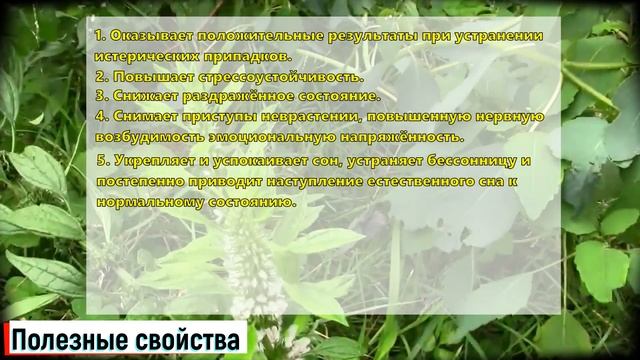 Пустырник трава: лечебные свойства и противопоказания (Кратко и по сути!) смотреть онлайн