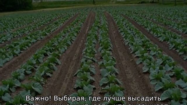 Посадка капусты смотреть онлайн