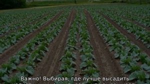 Посадка капусты