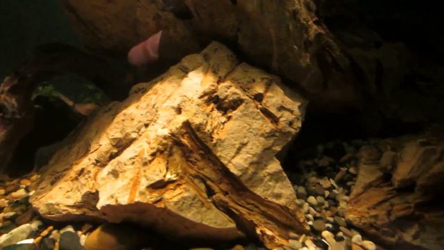 Оформляем аквариум 75 литров. Ивагуми. "Пробные камни". смотреть онлайн