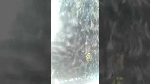 Химическая завивка Natural от Schwarzkopf Professional смотреть онлайн