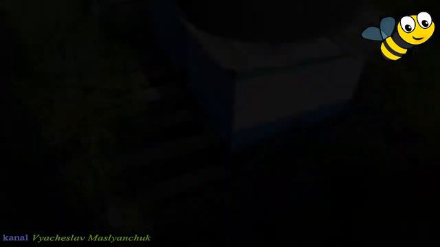 Донный пыльцесборник, сбор пыльцы. смотреть онлайн