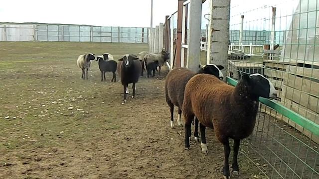 Цвартблес и романовка. Заметная разница в поведении смотреть онлайн