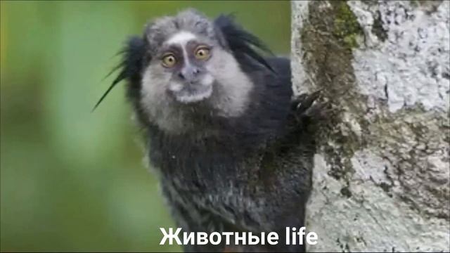 ИГРУНКА КУЛЯ?/Животные life/Приматы/Животные/Интересные факты смотреть онлайн