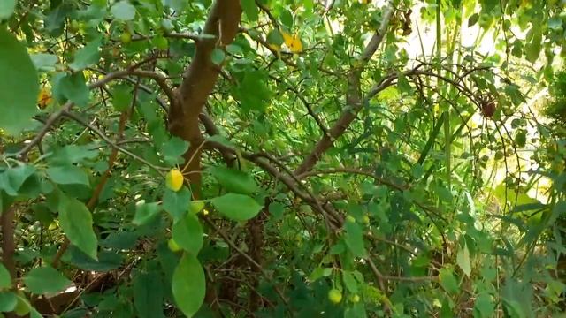 Результат посеяных семян с яблони плакучей