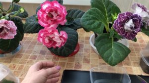 Эксперимент! Новый способ укоренения листиков глоксиний.