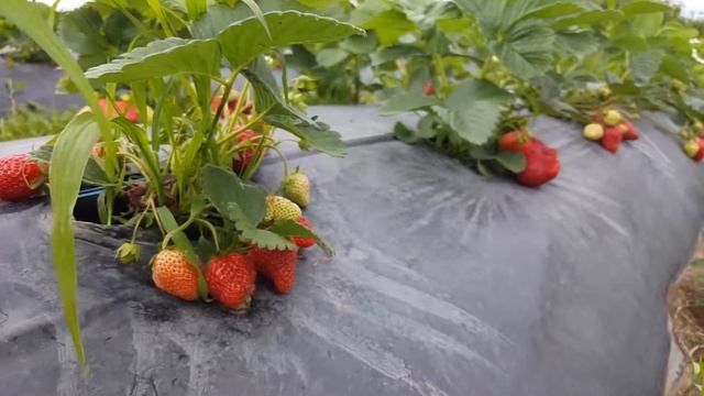 Сорт Роксана, позднего срока созревания. Посадка май 2019. смотреть онлайн