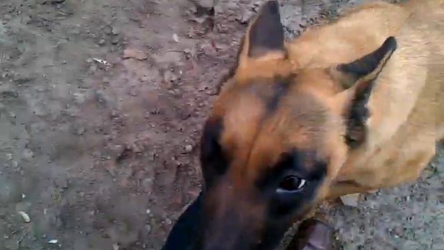 Очень умная собака Ялта смотреть онлайн