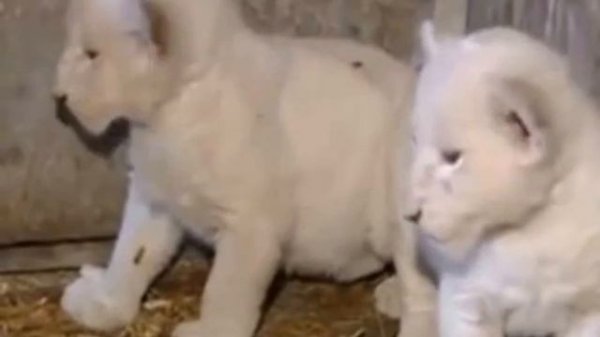 Белые львы. | White lions.