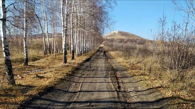 ДВА ЙОРИКА НА ПРОГУЛКЕ В ЛЕСУ! ЙОРКШИРСКИЙ ТЕРЬЕР В ДЕРЕВНЕ. смотреть онлайн