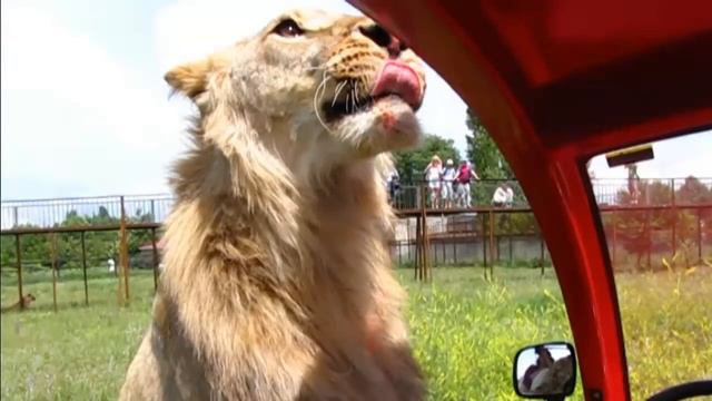 Крым. Тайган. Олег Зубков и его львы. смотреть онлайн