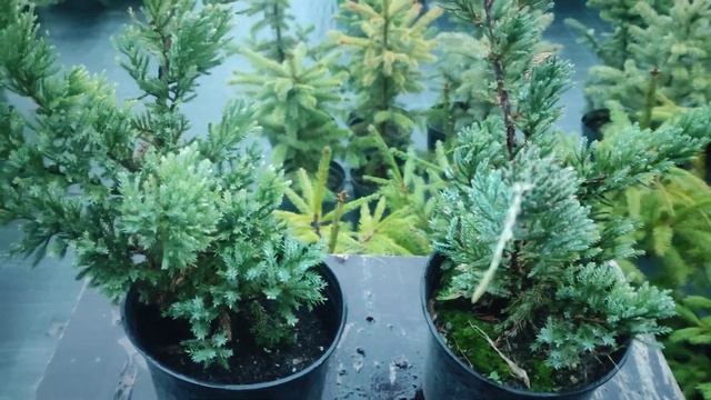 можжевельник чишуйчетый Блю альпс. смотреть онлайн