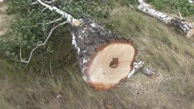 Одна береза и пять кубов. Порвали крючок.Как затачиваю цепь! смотреть онлайн