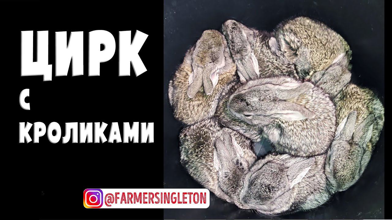 Цирк во время кормления крольчат / Оригинальный звук, без склеек, без монтажа смотреть онлайн