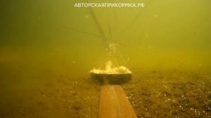 Карась на горчицу в начале мая! Реакция рыбы и подводная съемка, рыбалка весной